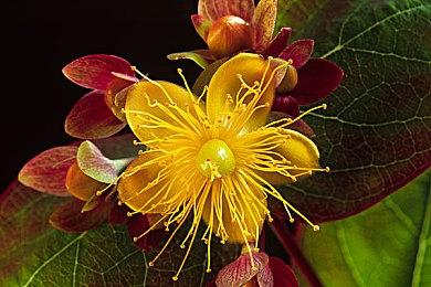 网传动视暴雪CEO科蒂克将在Xbox收购完成后离职